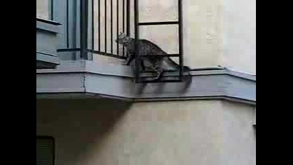 Котка Се Катери По Стена!!!!
