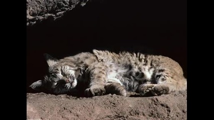 Animals Part 1.wmv