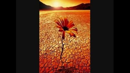 Desert Rose sting (: