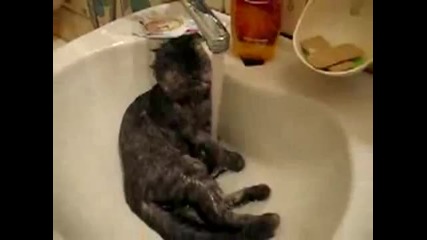 Котка си взема душ