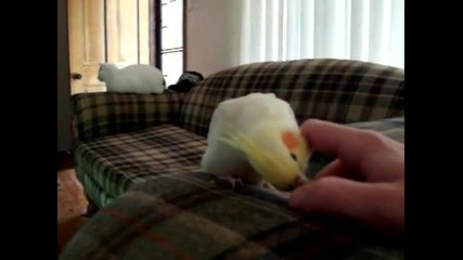 Малък папагал се ядосва , че спират да си играят с него