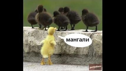 Qki Nadpisi