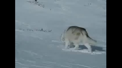 Eight Below - Run