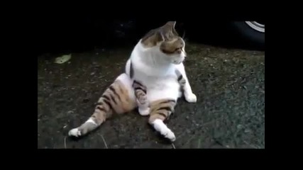 На котка и се доспива