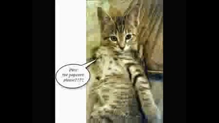 Funny Cat Pics 