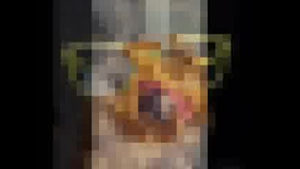 Dogs Pictures!