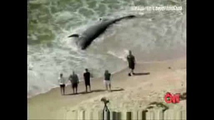 Океанът изхвърля умряла акула
