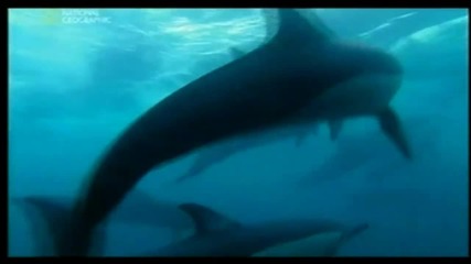 Dolphin army part 4 ( Делфинска армия част 4)