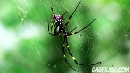 Giant Spider Invasion