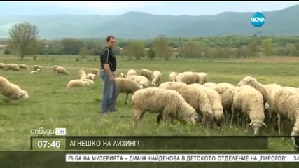 Агнешко месо на лизинг във Великотърновско