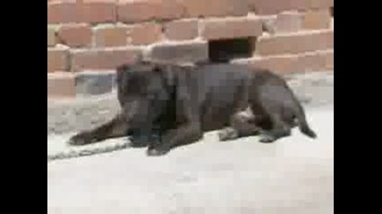 Snooty - Вgs Joe Black (1xw) Por.3gp
