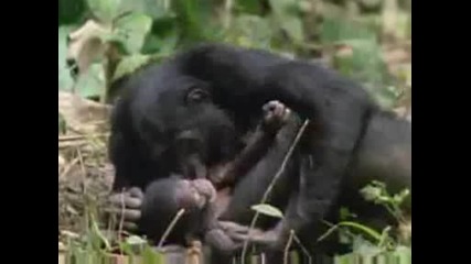 National Geographic - Bonodo:the Female Alpha