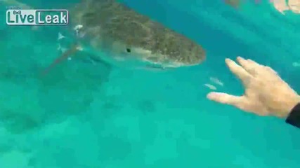 Да се докоснеш до бялата акула • чувството е невероятно !