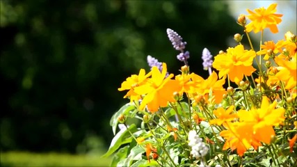 Flowers dancer