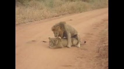- Лъвове правят Секс 