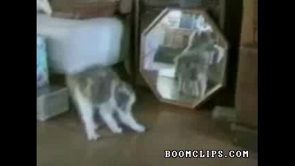 Смешни котки компилация