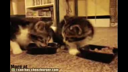 Сладки котенца хапват и говорят 