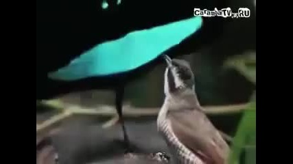 Супер птица.