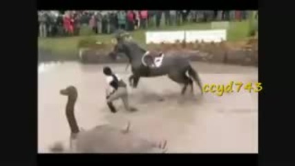 Equestrian Thrills N Spills 