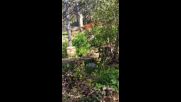Пролетна приказка в зоопарка в Стара Загора: Шоуто на малкото тигърче, което расте сред игри и уроци