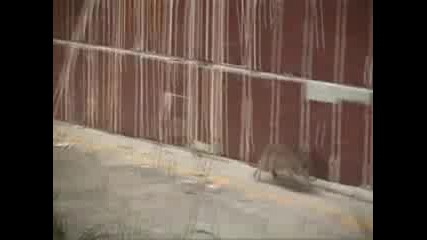 Огромен плъх напада котки!