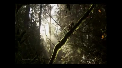 Earth Drum - Dancing for a Vision - David Steve Gordon