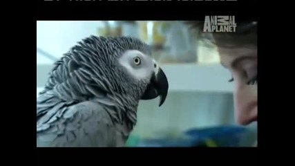 Говорящо папагалче по Animal Planet 