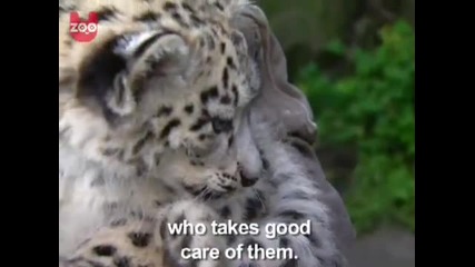 Малко бебе леопардче