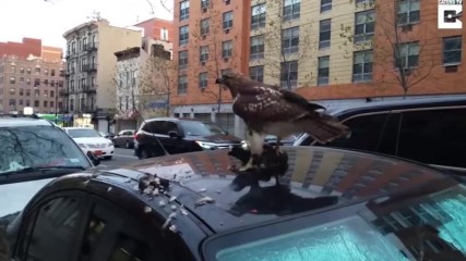 Ястреб обядва на автомобил в центъра на Ню Йорк
