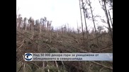 Над 50 000 декара гори са унищожени от обледяването в Северозапада
