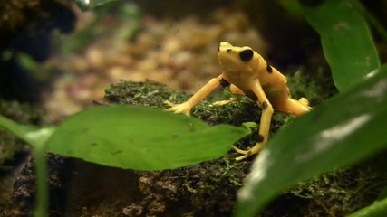 Земята - Невероятните животни * The Earth : Amazing animals
