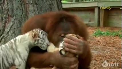Орангутан Се Грижи За Тигърчета
