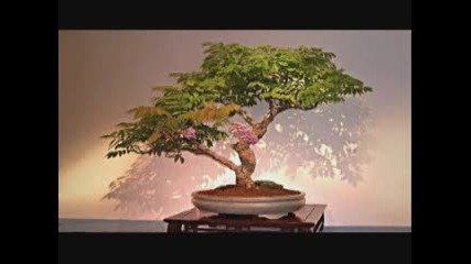 Buddha Bonsai - - Oliver Shanti friends 