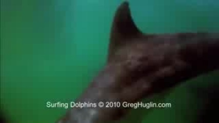 Делфини Правят Сърфинг