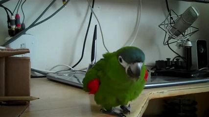 Dubstep parrot... 
