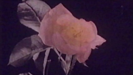 Zella Day - Sweet Ophelia (official Video)