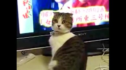 Dramatic Cat 
