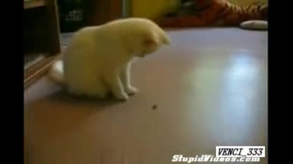 Котка срещу муха 