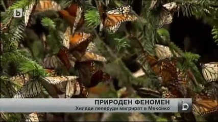 Хиляди пеперуди монарси - от Сащ в Мексико