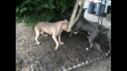 Killer Pit Bulls Part 2 
