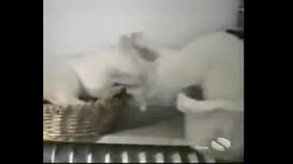 Смешни Котки (смях):)
