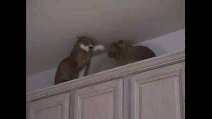Cat Fight 