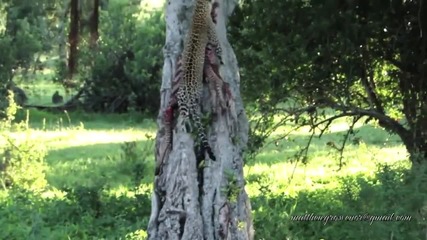 Леопард катери дърво с плячката си
