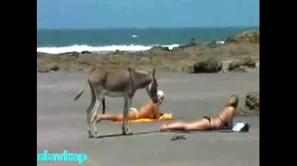 Щастливо магаре 