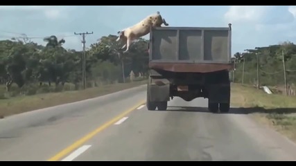 Впечатляващо: Прасе скача от камион в опит да избяга