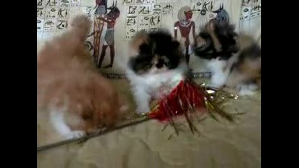 Котило W Persy de Gal на 50 дни