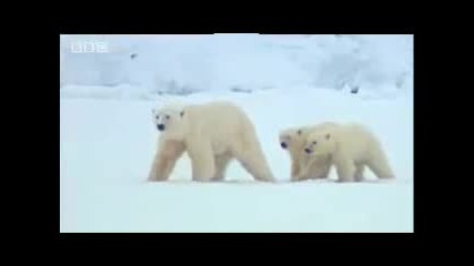 Полярни мечки търсене на храна