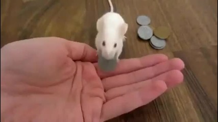 Мишка използва пари, за да купим храна