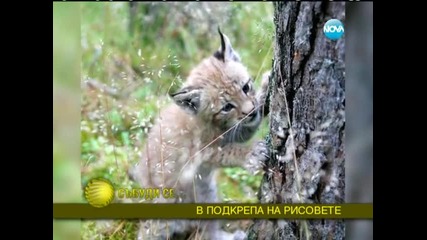 Осиновяването на рисове вече е възможно