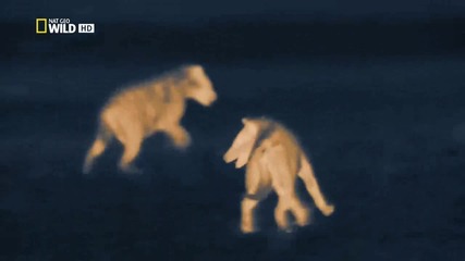 2/2 - Нощта на Лъва * Бг Аудио * (2012) Night of the Lion [ National Geographic Wild H D ]